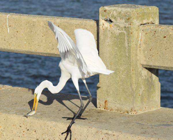 Egret eating fish