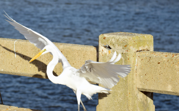 Egret on bridge