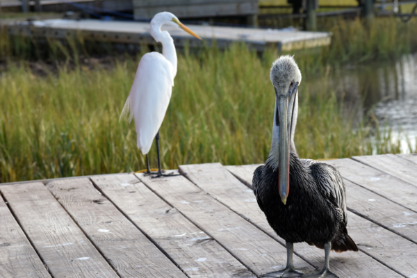 Pelican and egret