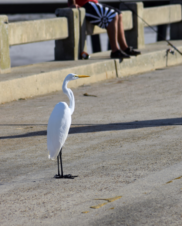 egret standing on bridge