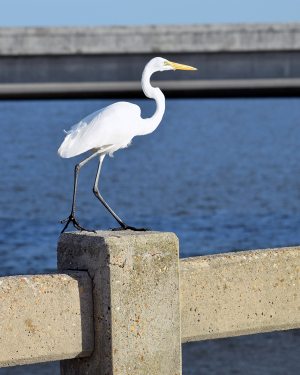 egret walking on bridge 2